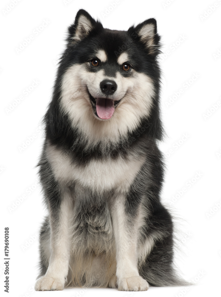 Finnish Lapphund, 1 year old, sitting in front of white background