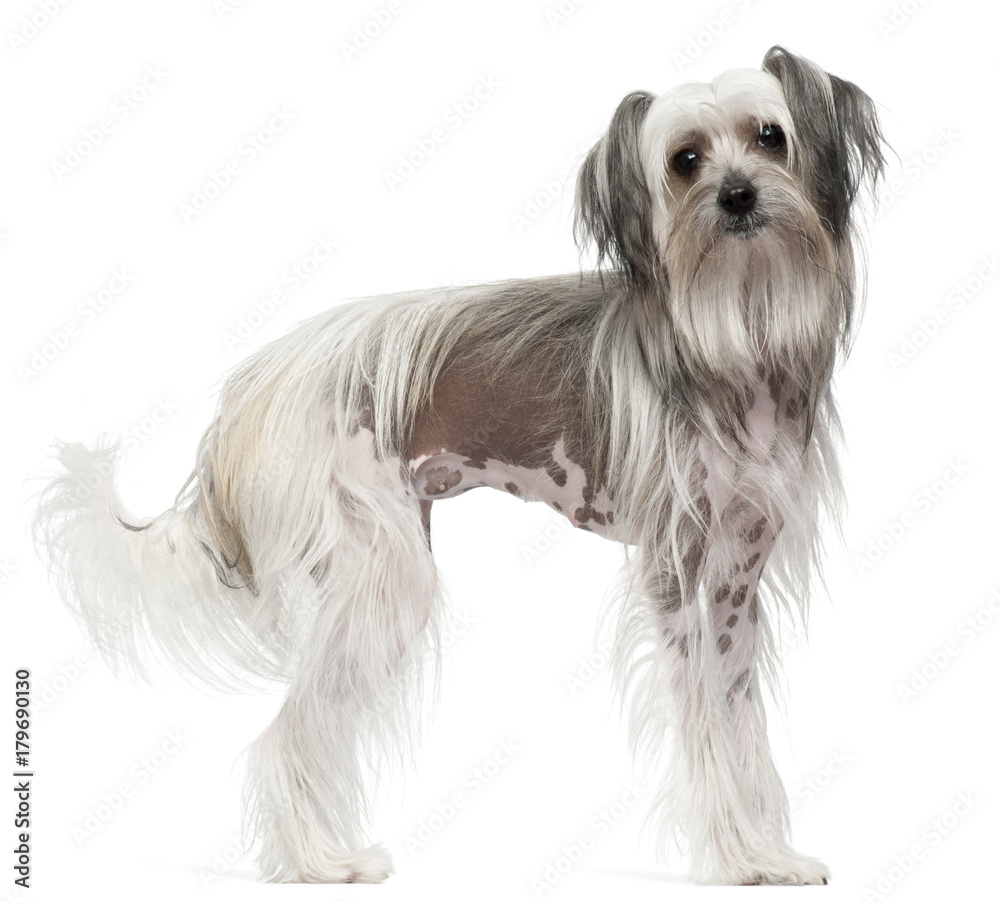 Chinese Crested Dog, 11 months old, standing in front of white background