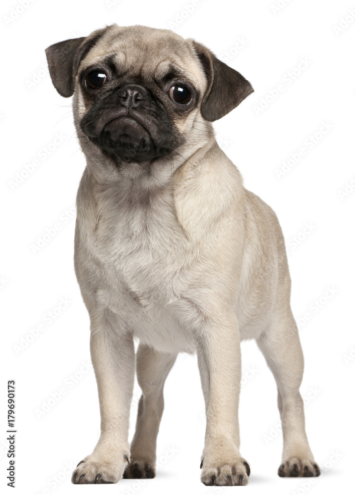 Pug puppy, 4 months old, standing in front of white background