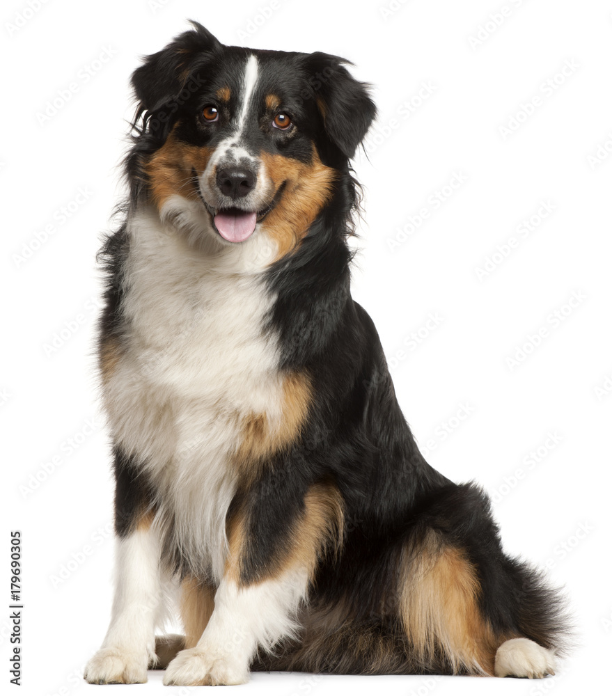 Miniature Australian Shepherd, 2 years old, sitting in front of white background