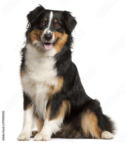 Miniature Australian Shepherd, 2 years old, sitting in front of white background