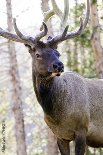 Buck Elk