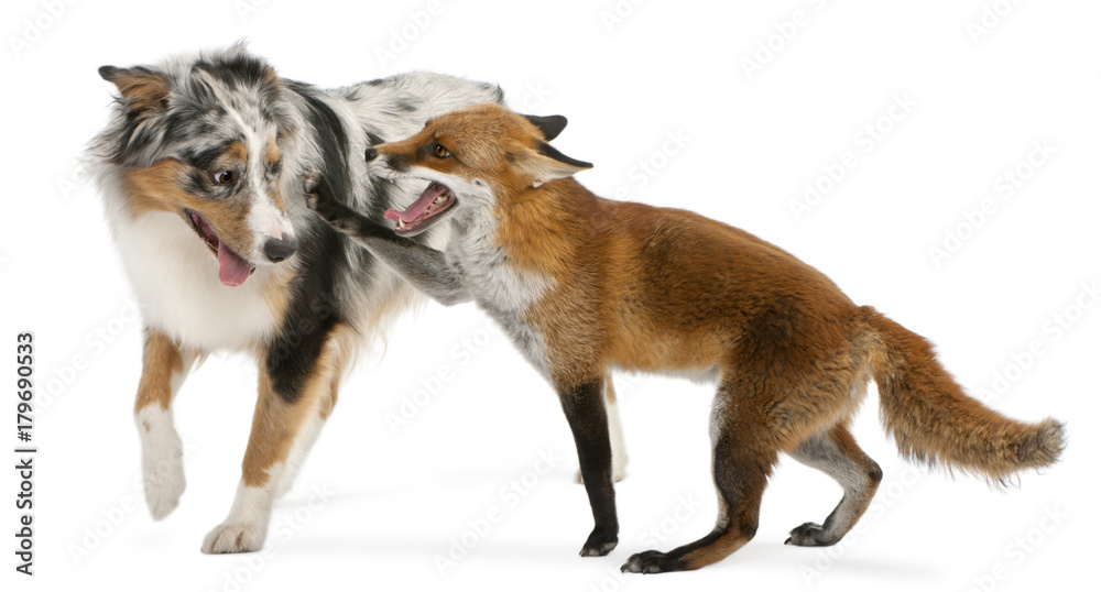 Obraz premium Red Fox, Vulpes vulpes, 4 years old, playing with Australian Shepherd dog in front of white background