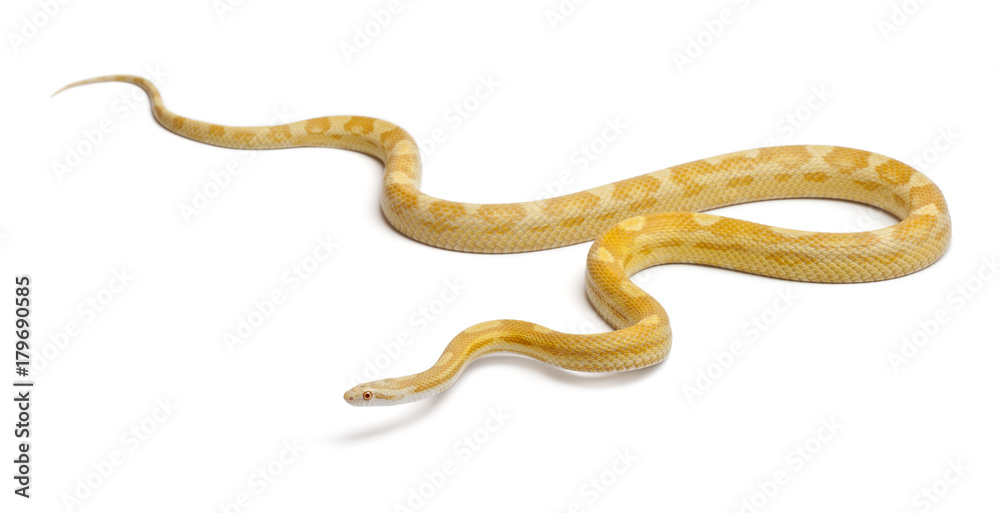 Butter mothley Corn Snake or Red Rat Snake, Pantherophis guttatus, in front of white background Butter mothley Corn Snake or Red Rat Snake, Pantherophis guttatus, in front of white background