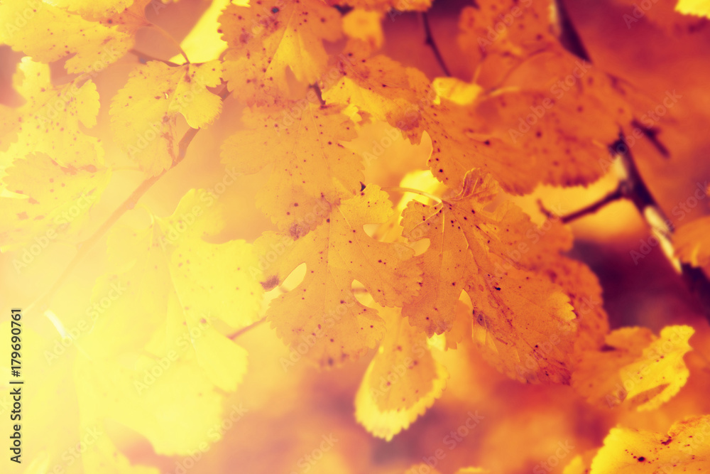 Autumn leaf nature background. Yellow leaves Autumn leaf nature background. Yellow leaves