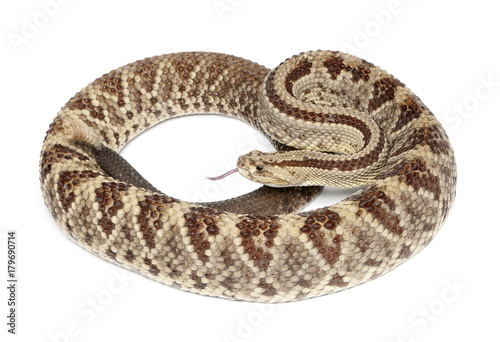 South American rattlesnake - Crotalus durissus, poisonous, white background