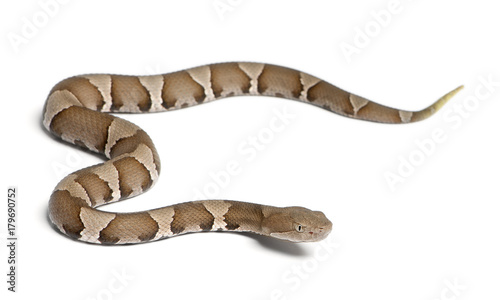 Young Copperhead snake or highland moccasin - Agkistrodon contortrix(poisonous)