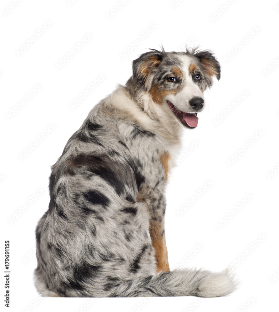Portrait of Australian Shepherd, 5 and a half months old, sitting in front of white background Portrait of Australian Shepherd, 5 and a half months old, sitting in front of white background