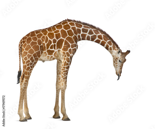 Fototapeta Naklejka Na Ścianę i Meble -  Somali Giraffe, commonly known as Reticulated Giraffe, Giraffa camelopardalis reticulata, 2 and a half years old standing against white background