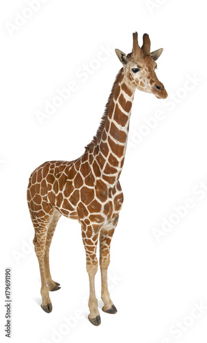 Fototapeta Naklejka Na Ścianę i Meble -  High angle view of Somali Giraffe, commonly known as Reticulated Giraffe, Giraffa camelopardalis reticulata, 2 and a half years old standing against white background