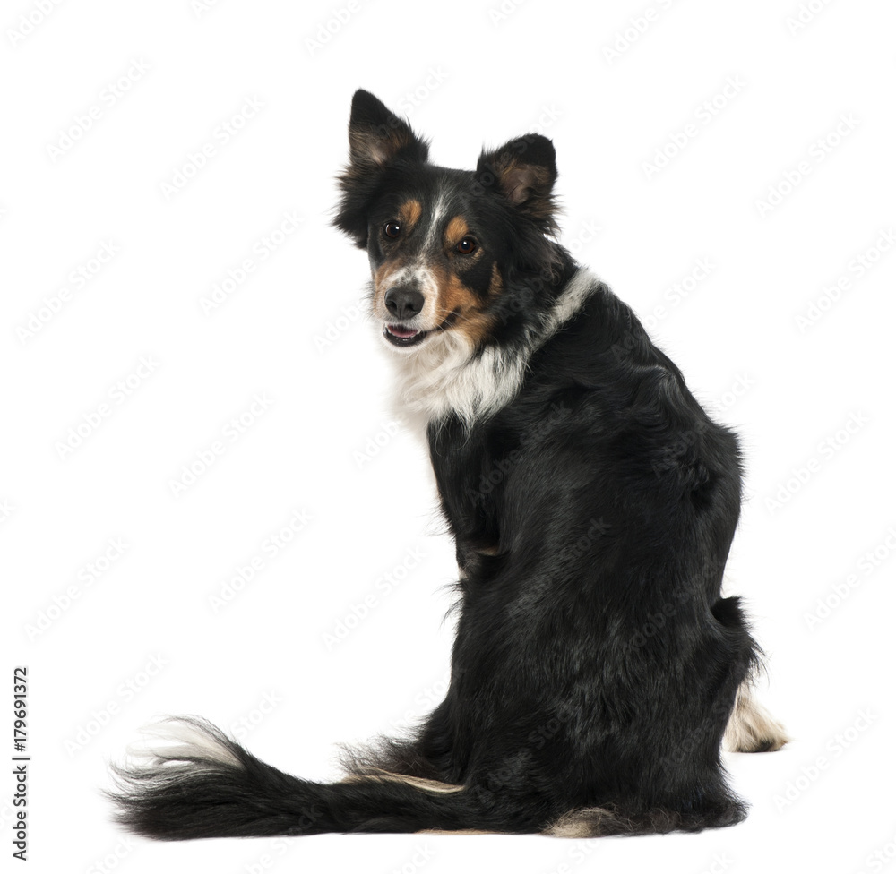 Portrait of Border Collie sitting and looking back against white background