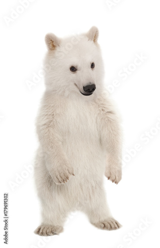 Polar bear cub, Ursus maritimus, 6 months old, portrait against white background