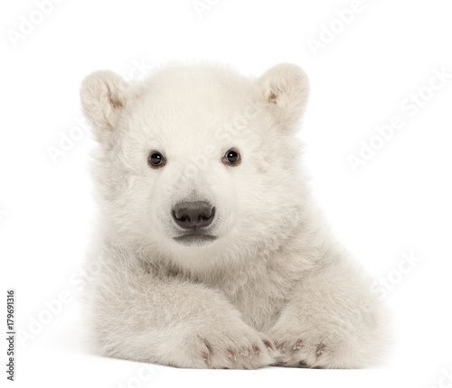 Polar bear cub, Ursus maritimus, 3 months old, lying against white background