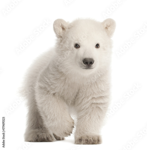 Polar bear cub, Ursus maritimus, 3 months old, walking against white background