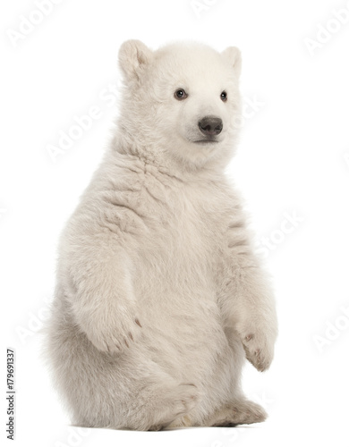 Polar bear cub, Ursus maritimus, 3 months old, sitting against white background