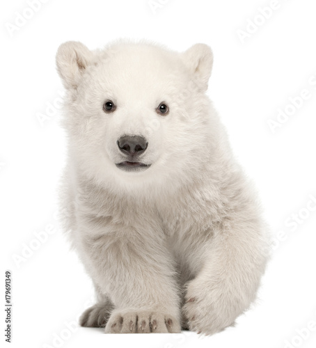 Polar bear cub, Ursus maritimus, 3 months old, standing against white background