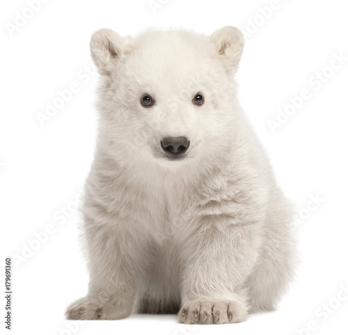 Polar bear cub, Ursus maritimus, 3 months old, sitting against white background