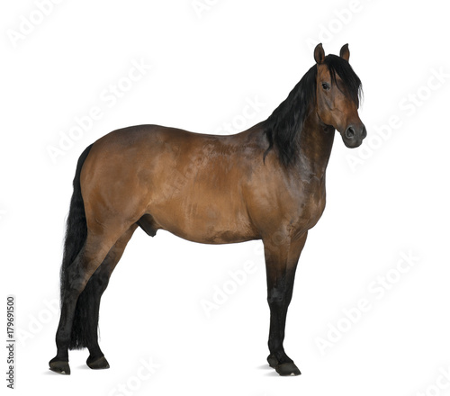 Crossbreed horse