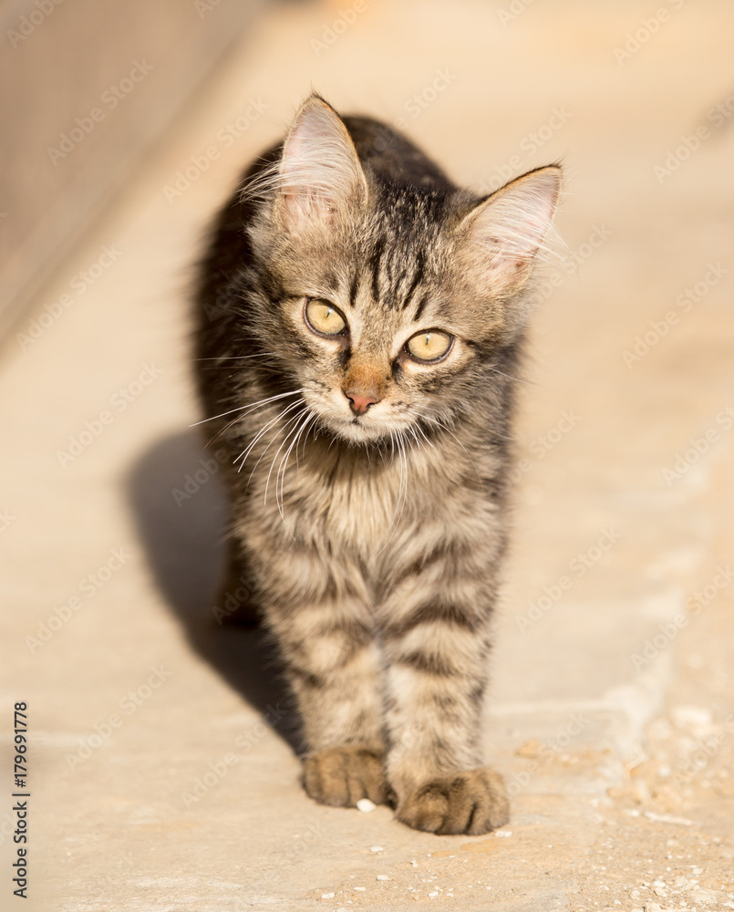 the cat is walking on the construction site the cat is walking on the construction site