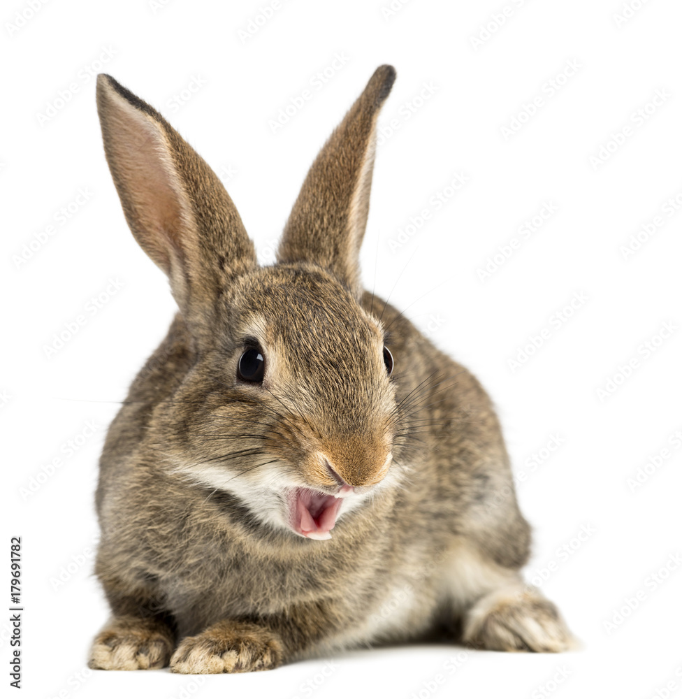 European rabbit or common rabbit smiling, 2 months old, Oryctolagus cuniculus against white background European rabbit or common rabbit smiling, 2 months old, Oryctolagus cuniculus against white background