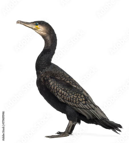 Side view of a Great Cormorant, Phalacrocorax carbo, also known as the Great Black Cormorant against white background