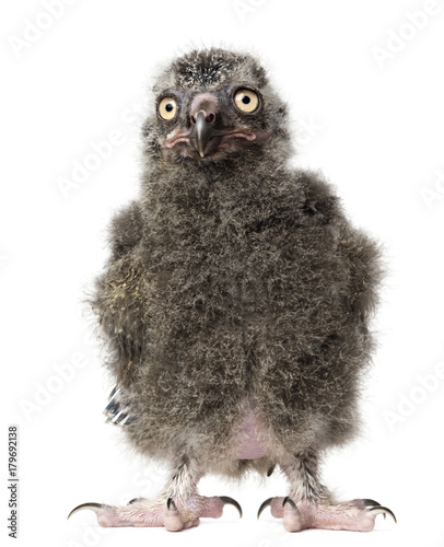 Fototapeta Naklejka Na Ścianę i Meble -  Snowy Owl chick, Bubo scandiacus, 19 days old against white background