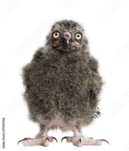 Snowy Owl chick, Bubo scandiacus, 19 days old against white background