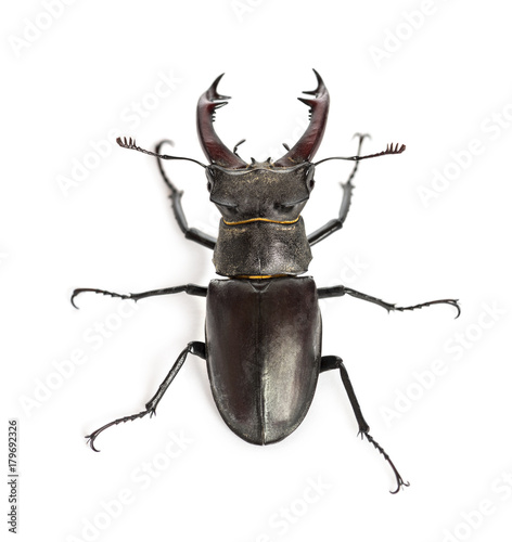 Male stag beetle, Lucanus cervus against white background