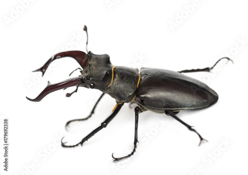 Male stag beetle, Lucanus cervus against white background © Eric Isselée