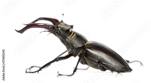 Male stag beetle, Lucanus cervus against white background © Eric Isselée