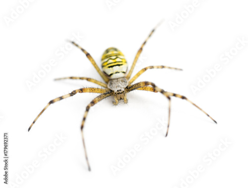 Wasp spider, Argiope bruennichi, against white background