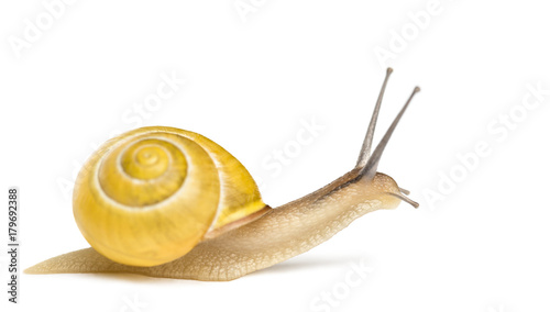 Grove snail or brown-lipped snail without dark bandings, Cepaea nemoralis, in front of white background