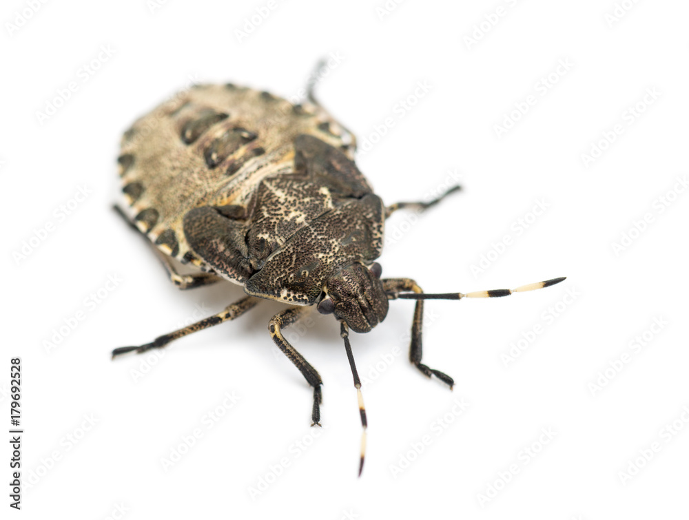 Shield Bug, Troilus luridus, against white background Shield Bug, Troilus luridus, against white background