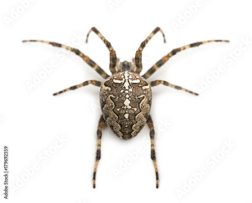 Rear view of an European garden spider, Araneus diadematus, against white background