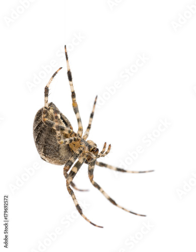 European garden spider, Araneus diadematus, hanging on silk string against white background © Eric Isselée