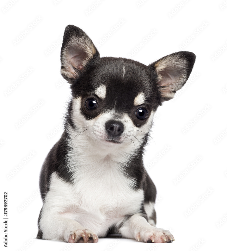 Chihuahua, 7 months old, lying and looking at camera against white background