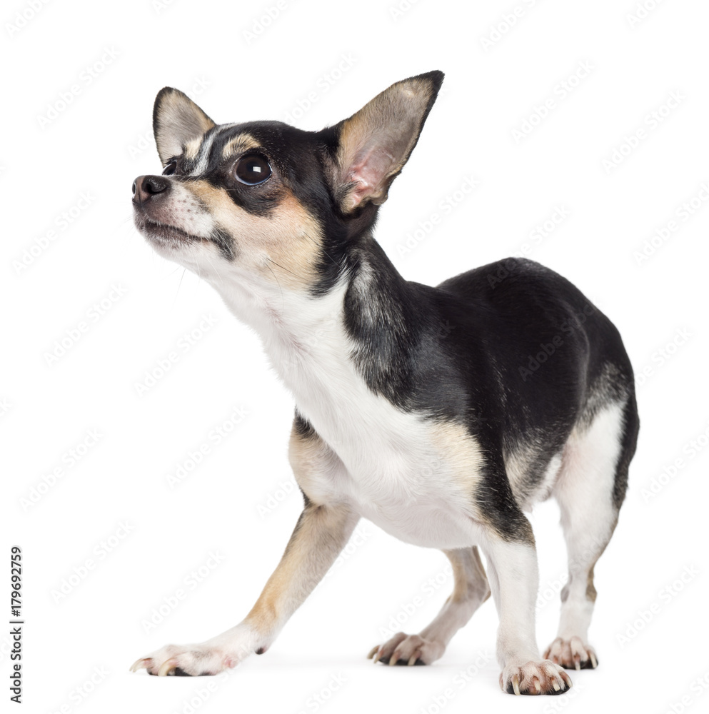 Chihuahua, 2 years old, looking up, afraid against white background