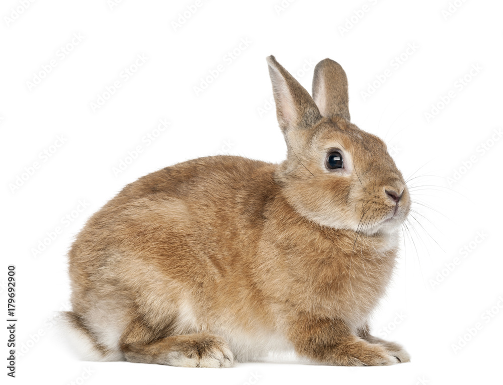 Rabbit lying against white background Rabbit lying against white background