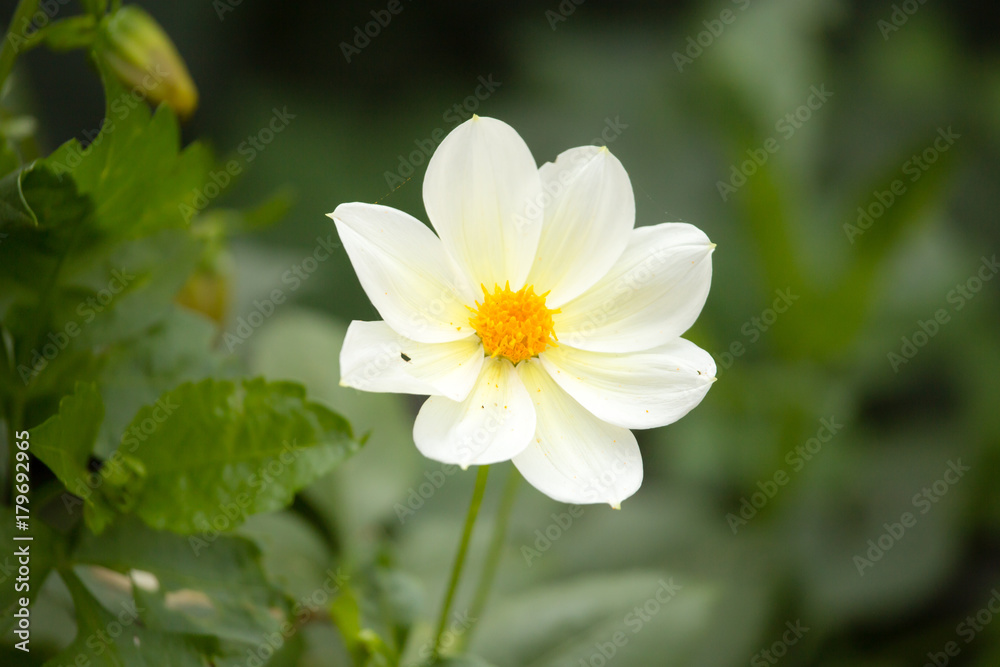 yellow flower in a park in the nature yellow flower in a park in the nature