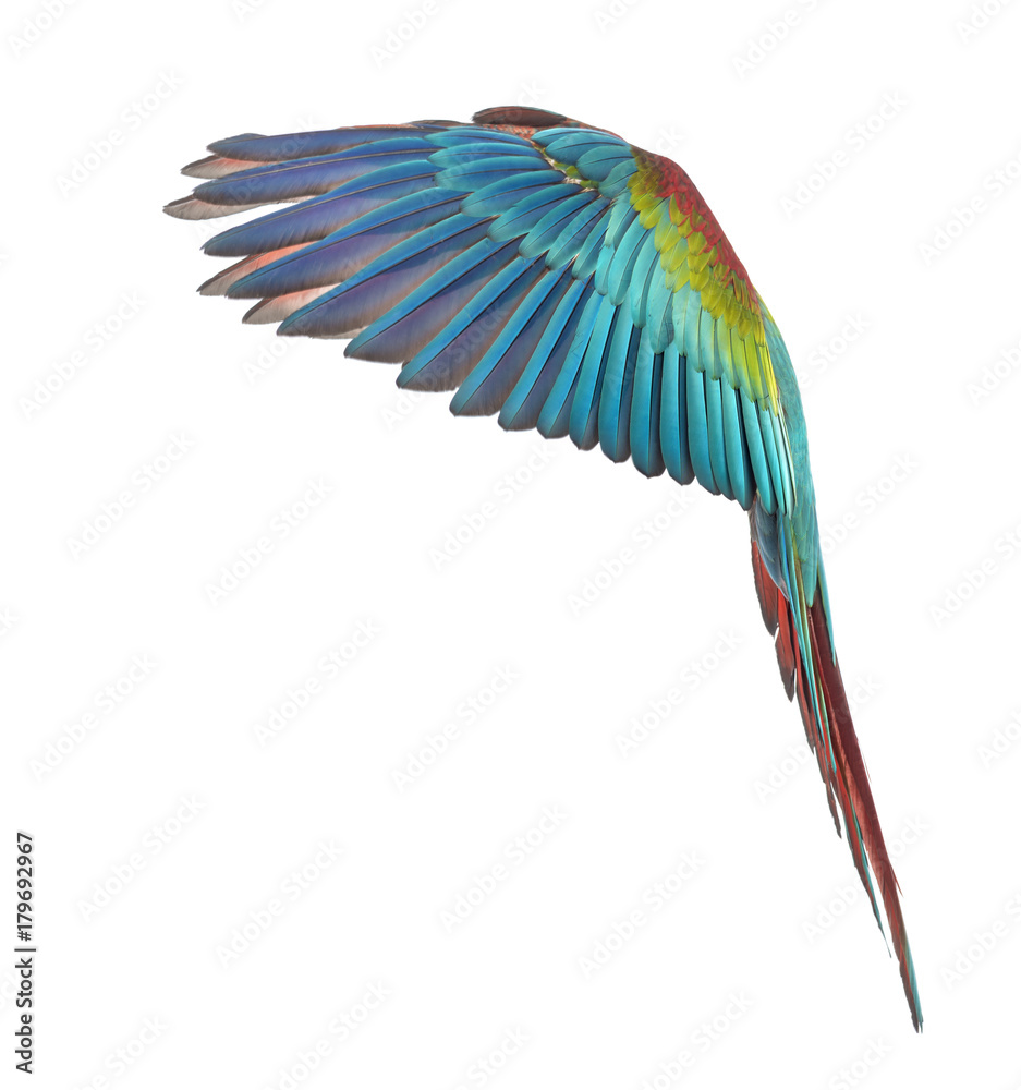 Fototapeta premium Side view of a Green-winged Macaw, Ara chloropterus, 1 year old, flying in front of white background