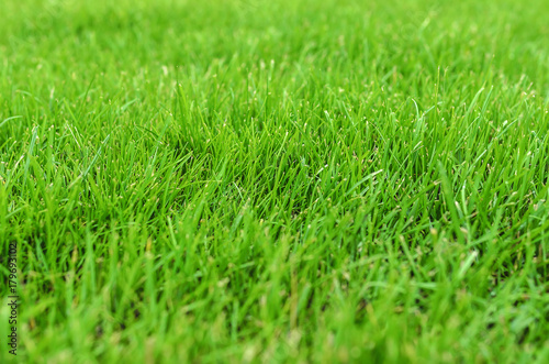 Grass on the lawn.