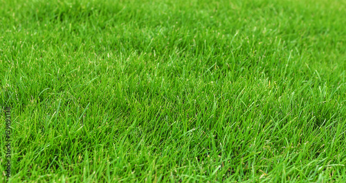 Grass on the lawn.