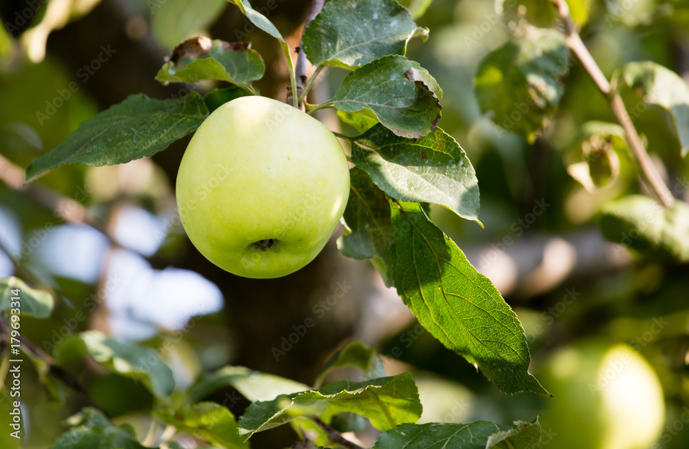 Ripe apple on a tree in the nature Ripe apple on a tree in the nature