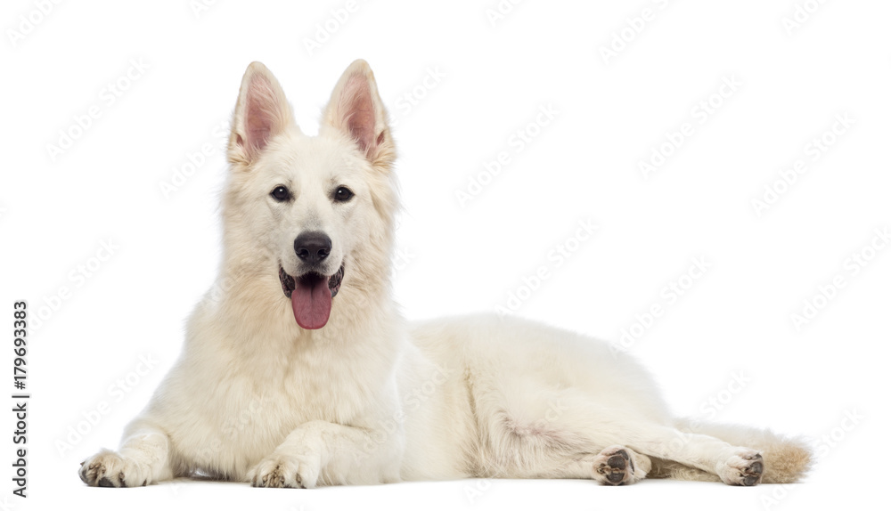 Swiss Shepherd dog, 5 years old, lying, panting and looking at the camera in front of white background