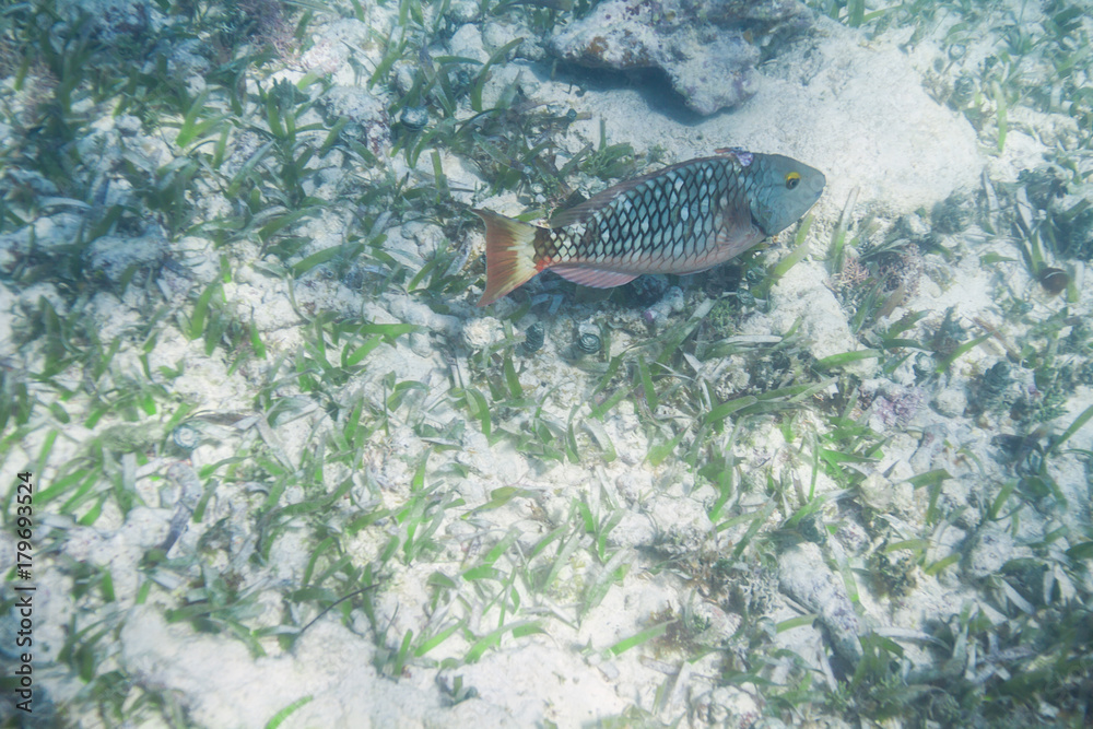 Fototapeta premium Stoplight parrotfish initial