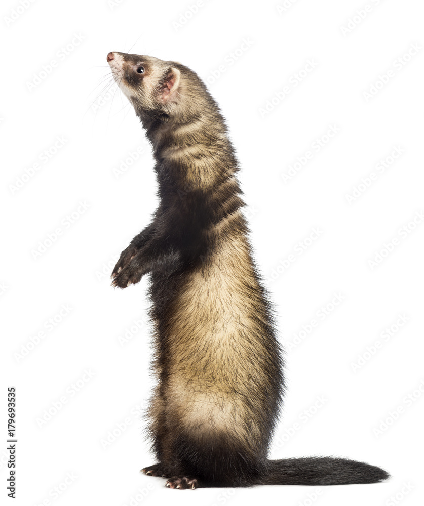 Ferret (9 months old) standing on hind legs and looking up