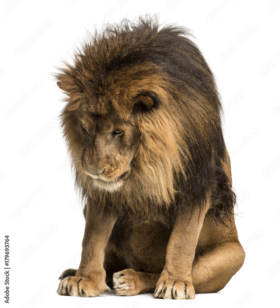 Fototapeta premium Lion sitting, looking down, Panthera Leo, 10 years old, isolated on white