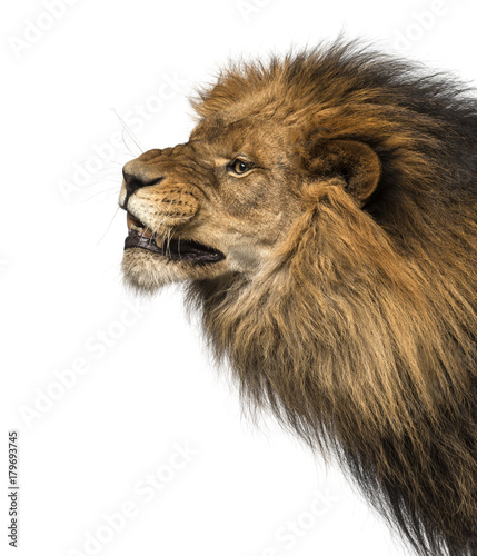 Close-up of a Lion's profile, roaring, Panthera Leo, 10 years old, isolated on white