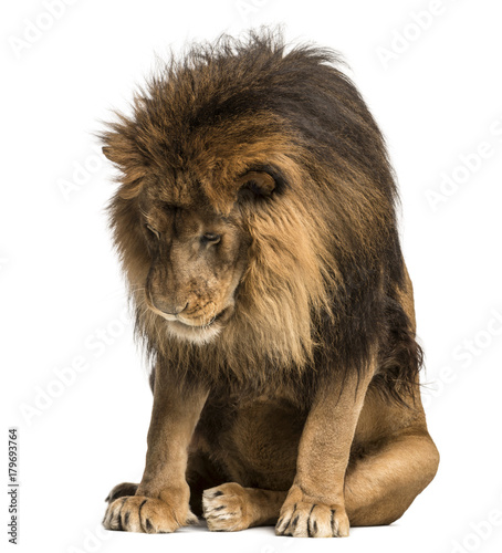 Lion sitting, looking down, Panthera Leo, 10 years old, isolated on white