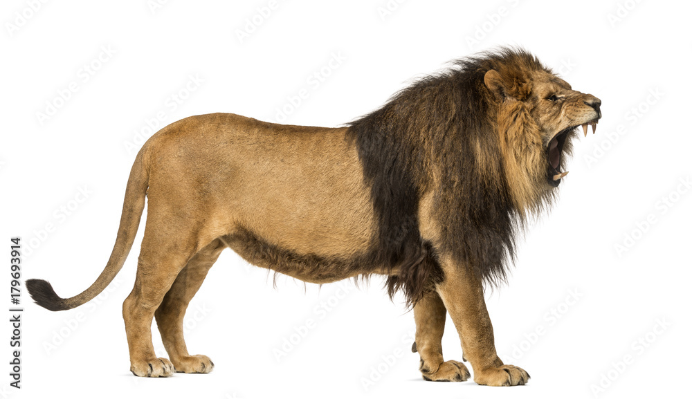 Obraz premium Widok z boku z ryk lwa, stojącego, Panthera Leo, 10 lat, na białym tle